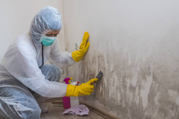 Best Industrial Mold Remediation  in Westover, WV