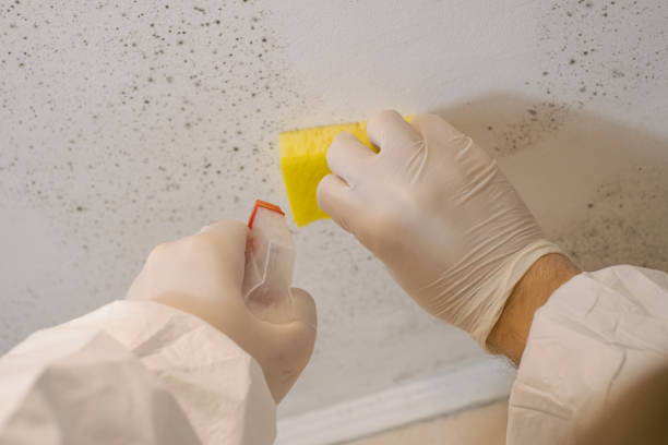 Environmental Consulting for Mold Prevention in Westover, WV