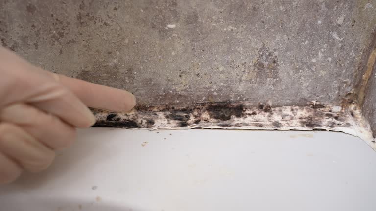 Best Emergency Mold Remediation  in Westover, WV